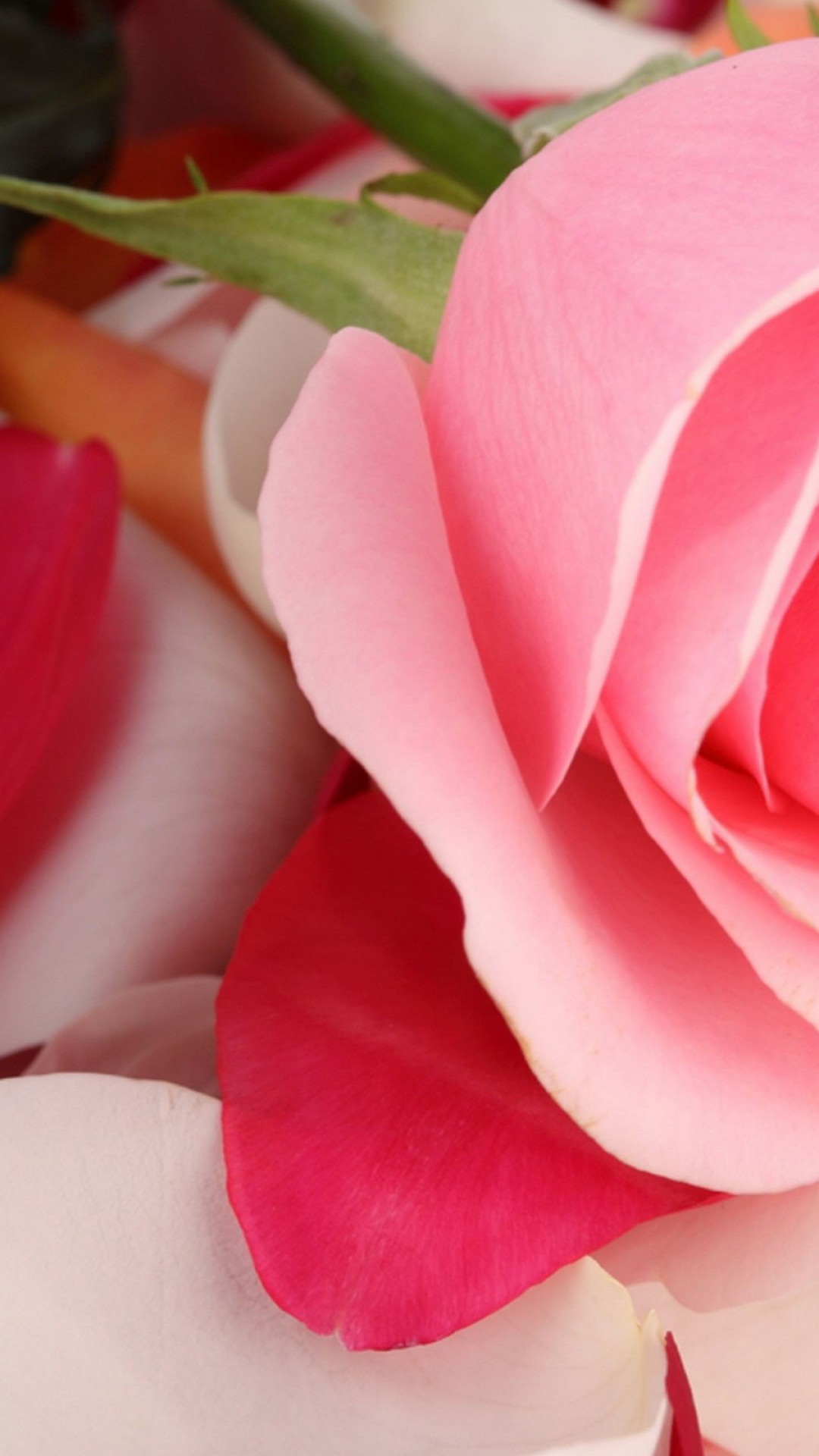Beautiful Rose Flower Wallpaper for Desktop and Mobiles iPhone 6 / 6S Plus  - HD Wallpaper 