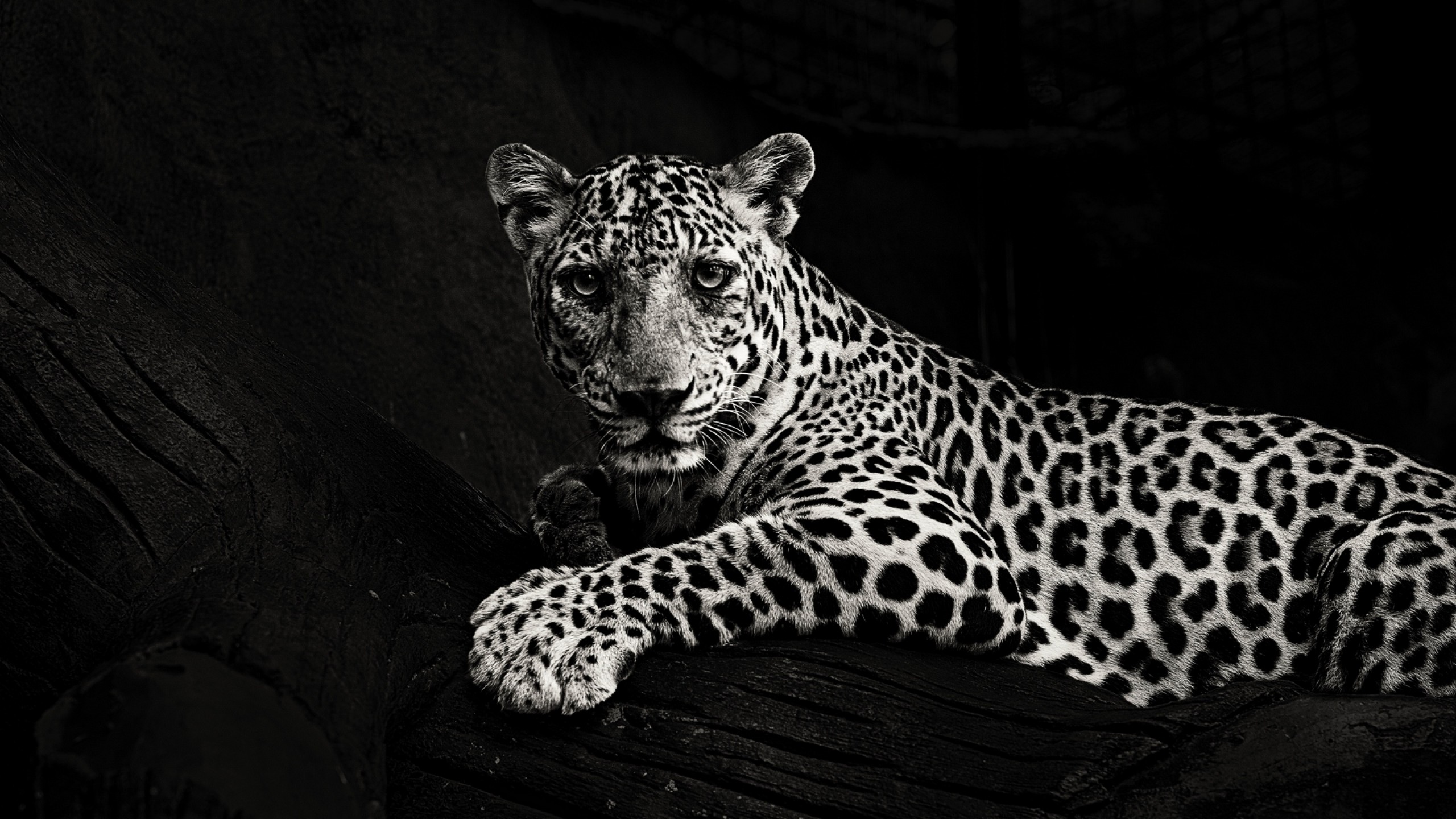Black and white jaguar HD Wallpaper Youtube Cover Photo - HD Wallpaper -  