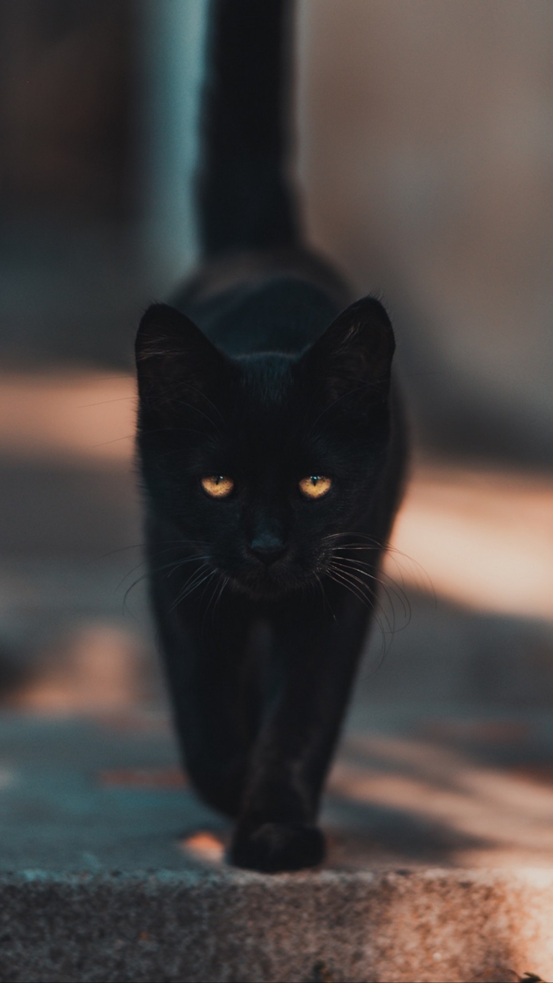 Black cat walking HD Wallpaper iPhone 6 / 6S Plus - HD Wallpaper -  