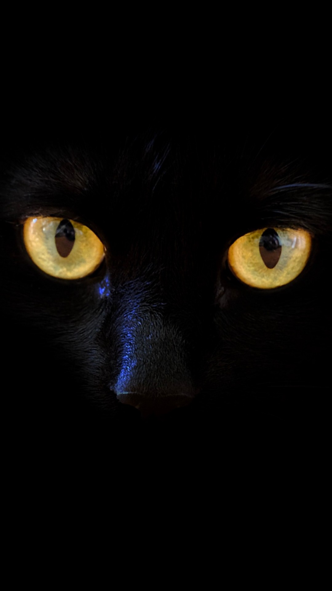 Black cat's eyes HD Wallpaper iPhone 6 / 6S Plus - HD Wallpaper - Wallpapers .net