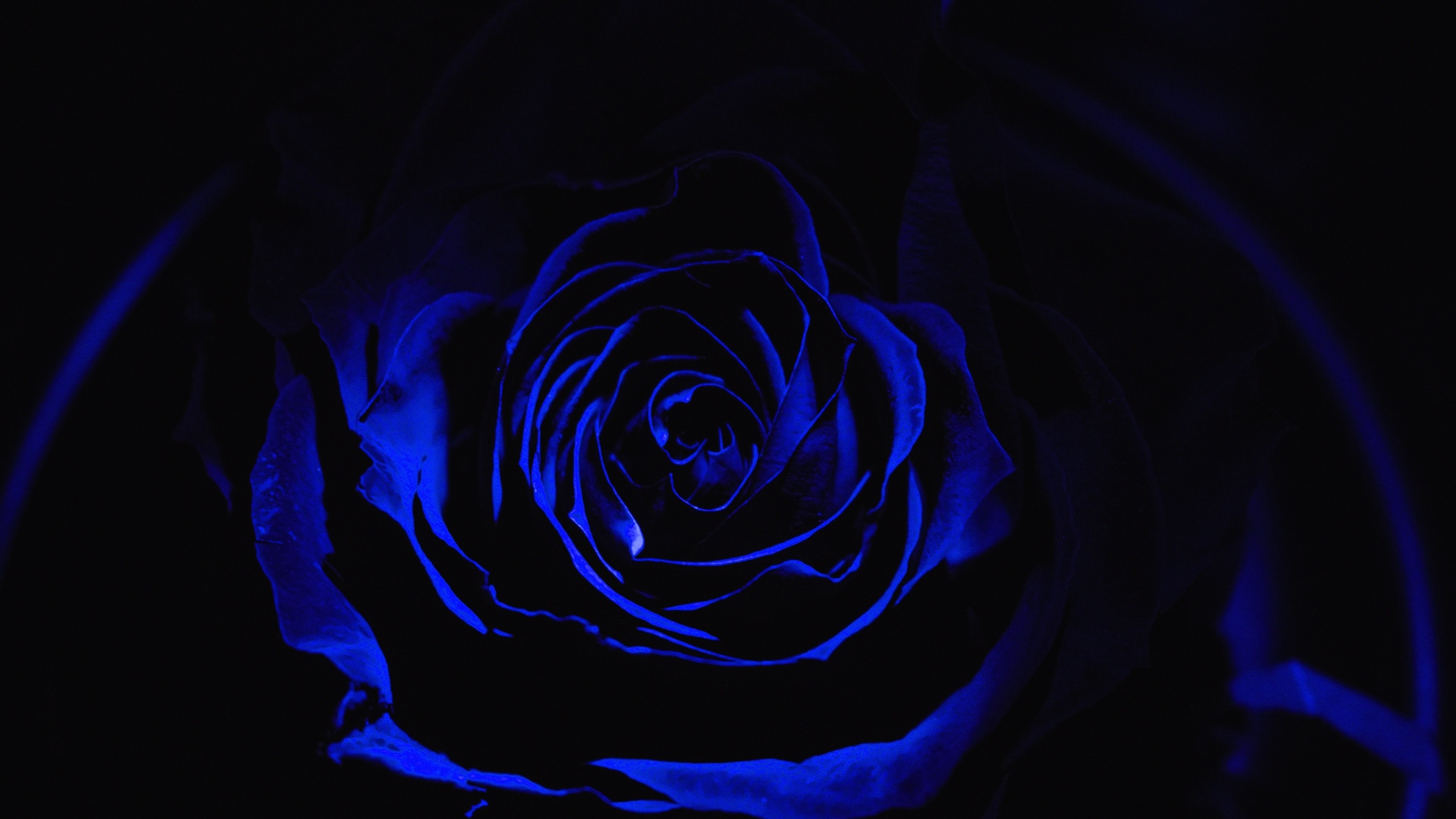 Blue rose petals HD Wallpaper 4K Ultra HD - HD Wallpaper 