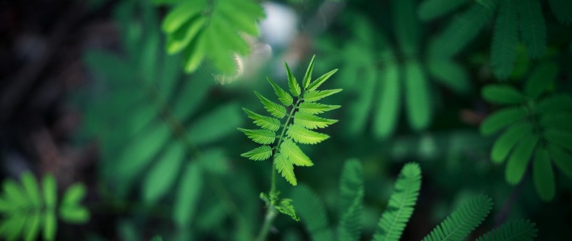 Blurred image of a green leaf HD Wallpaper Facebook Cover Photo - HD  Wallpaper 