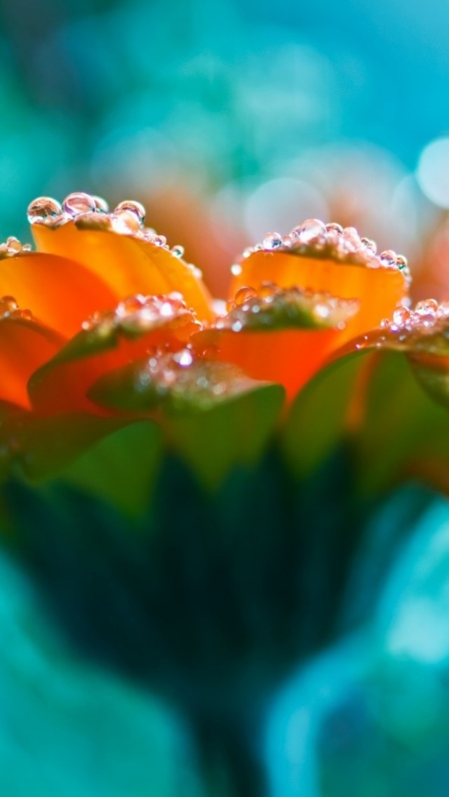 Bright Flowers HD Wallpaper iPhone 5 / 5S (& iPod) - HD Wallpaper -  