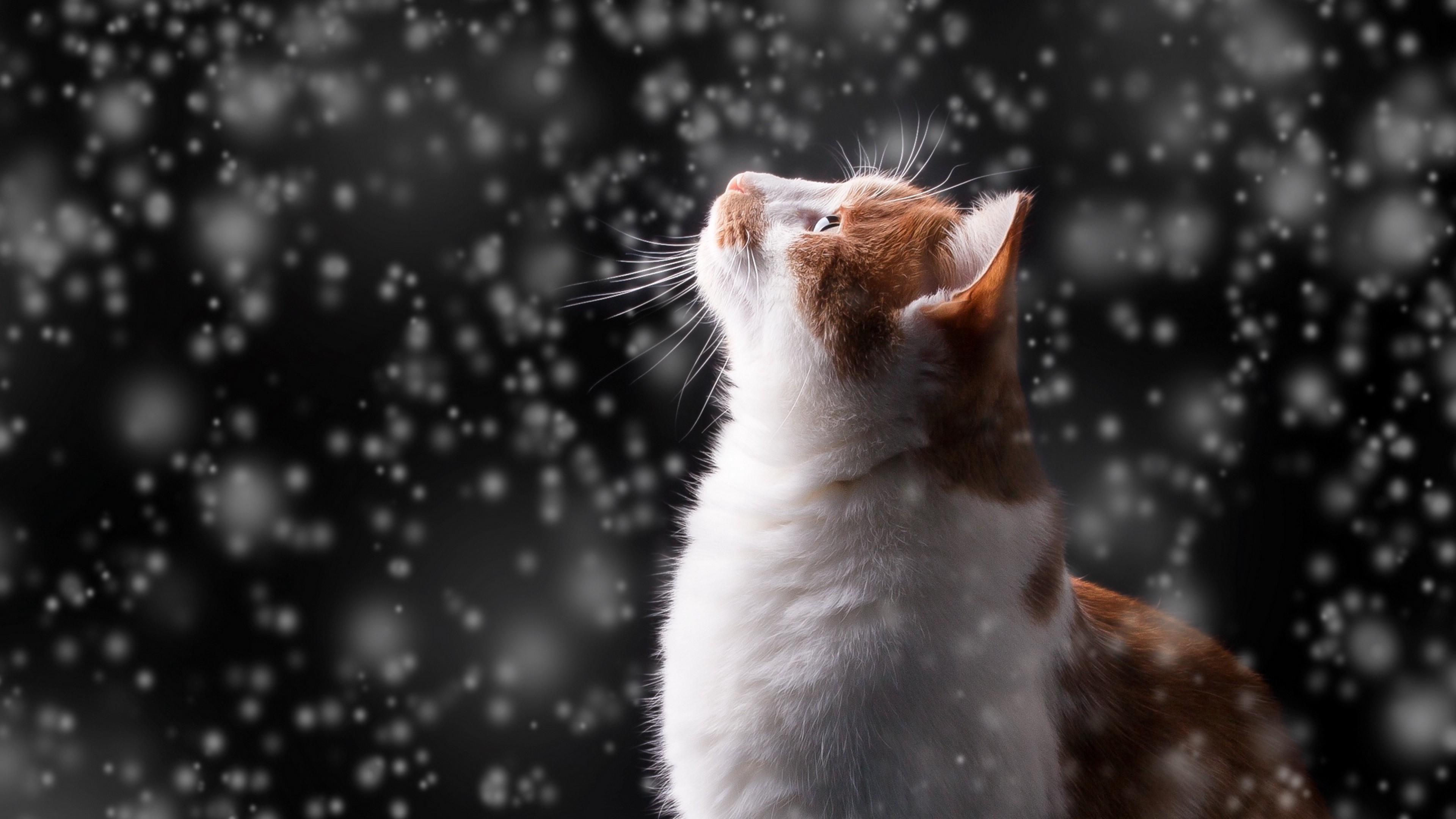 Cat watches the snow HD Wallpaper 4K Ultra HD - HD Wallpaper - Wallpapers .net