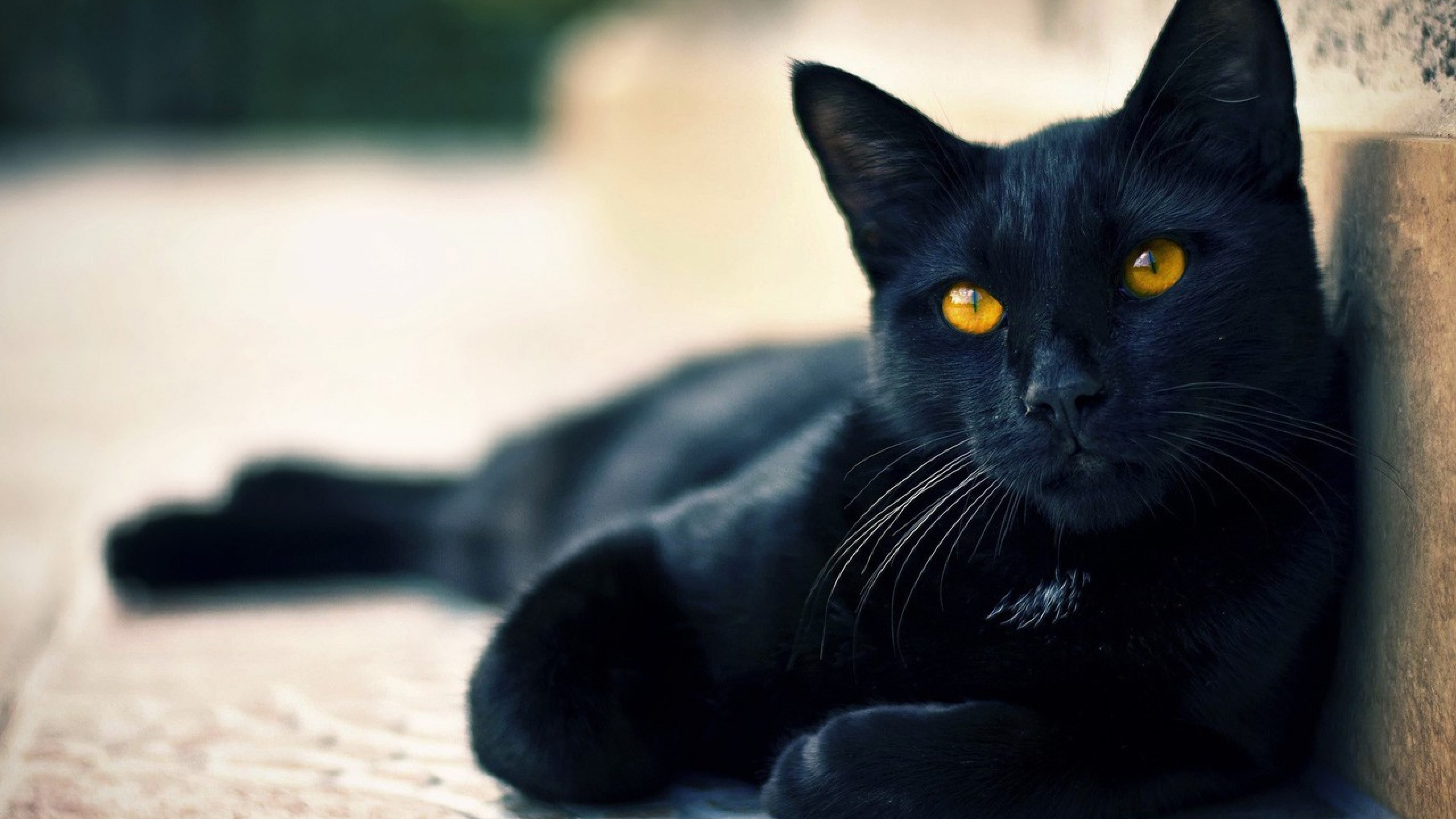 Cute Black cat Halloween Hd Wallpaper for Desktop and Mobiles 4K Ultra HD -  HD Wallpaper 