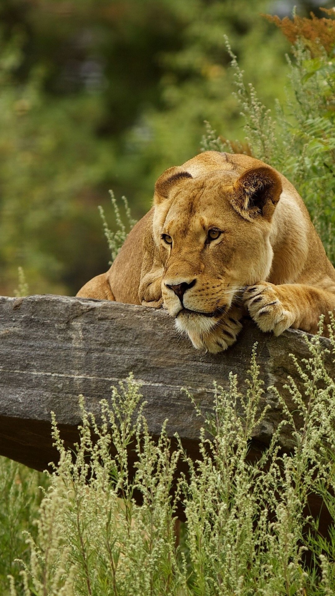 Cute Lion Relaxing HD Wallpaper iPhone 6 / 6S Plus - HD Wallpaper -  