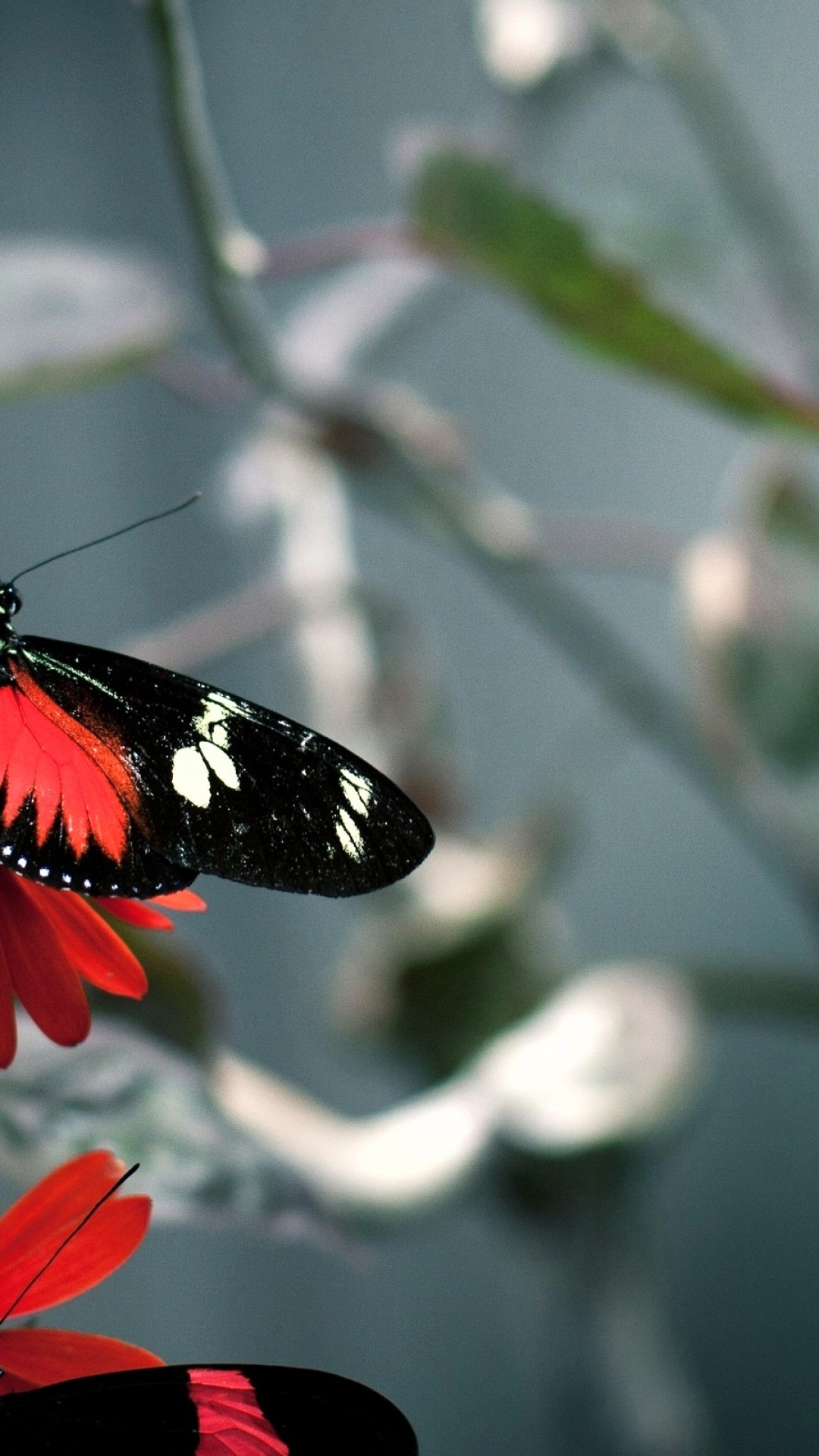 Download Free Red And Black Beautiful High Quality Butterfly Hd Wallpaper  for Desktop and Mobiles iPhone 6 / 6S Plus - HD Wallpaper 