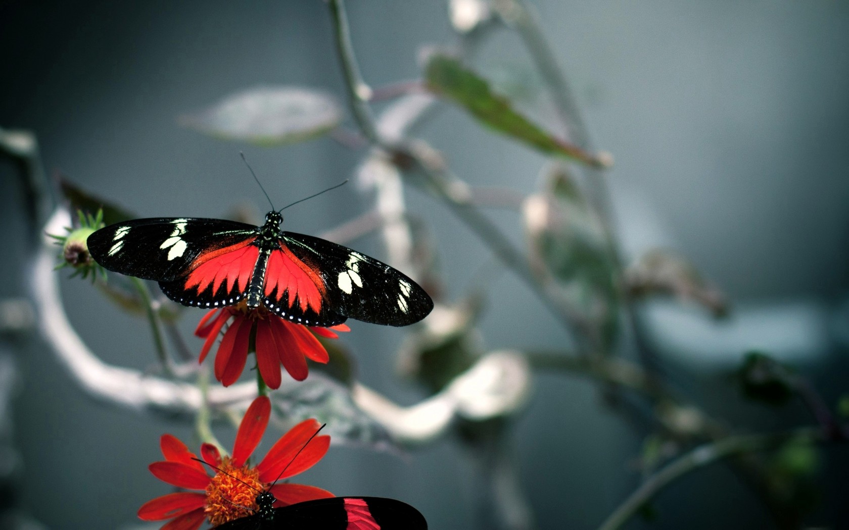 Download Free Red And Black Beautiful High Quality Butterfly Hd Wallpaper  for Desktop and Mobiles 1680x1050 - HD Wallpaper 