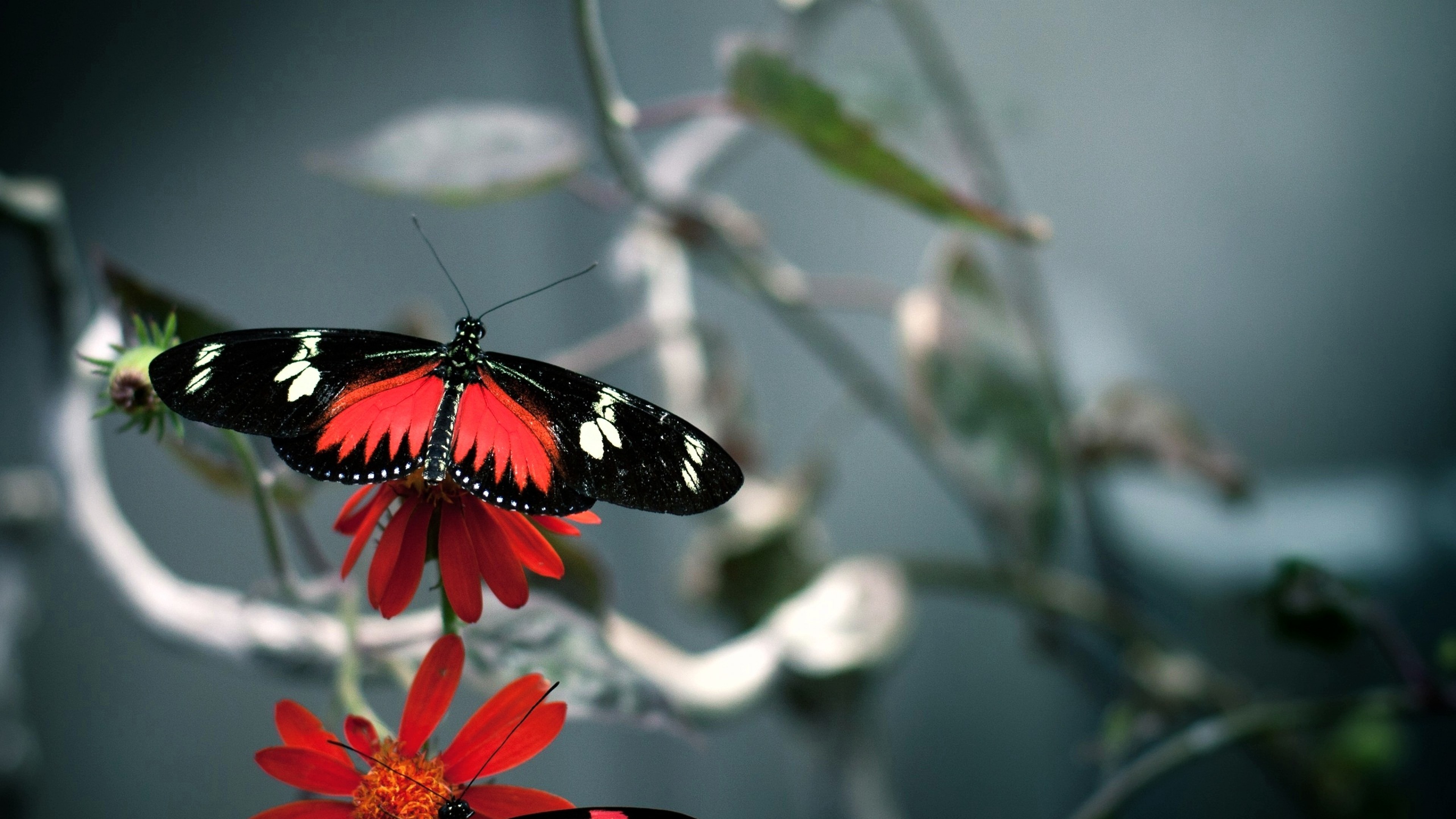 Download Free Red And Black Beautiful High Quality Butterfly Hd Wallpaper  for Desktop and Mobiles 4K Ultra HD - HD Wallpaper 