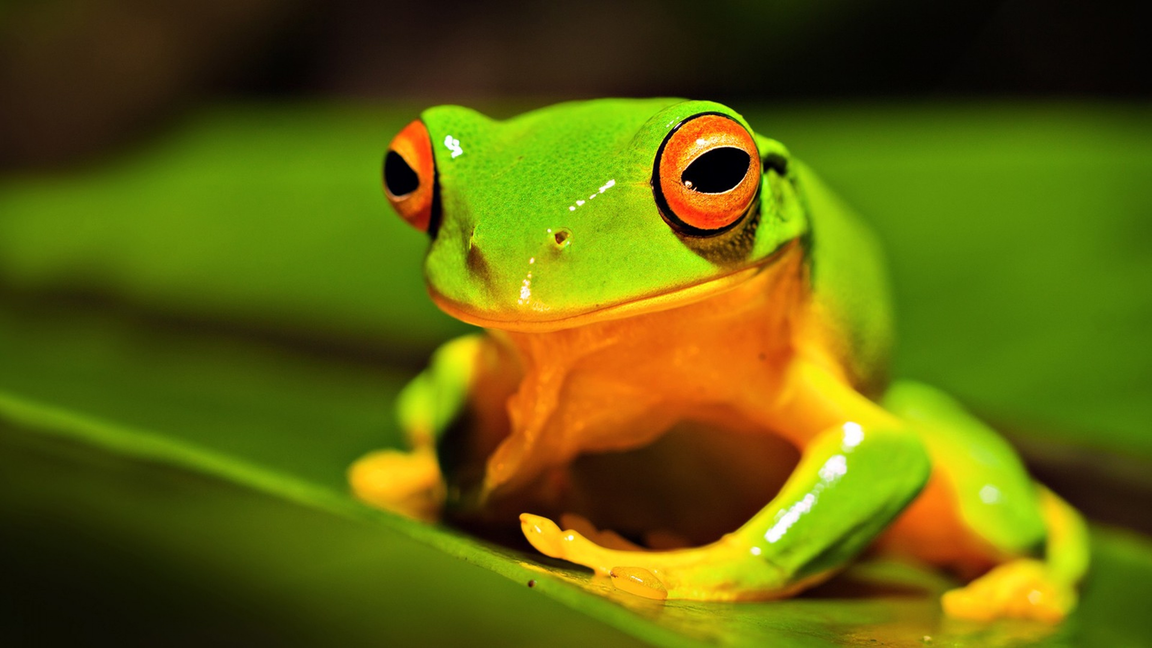 Download Green Tree Frog Wallpaper for Desktop and Mobiles 4K Ultra HD - HD  Wallpaper 
