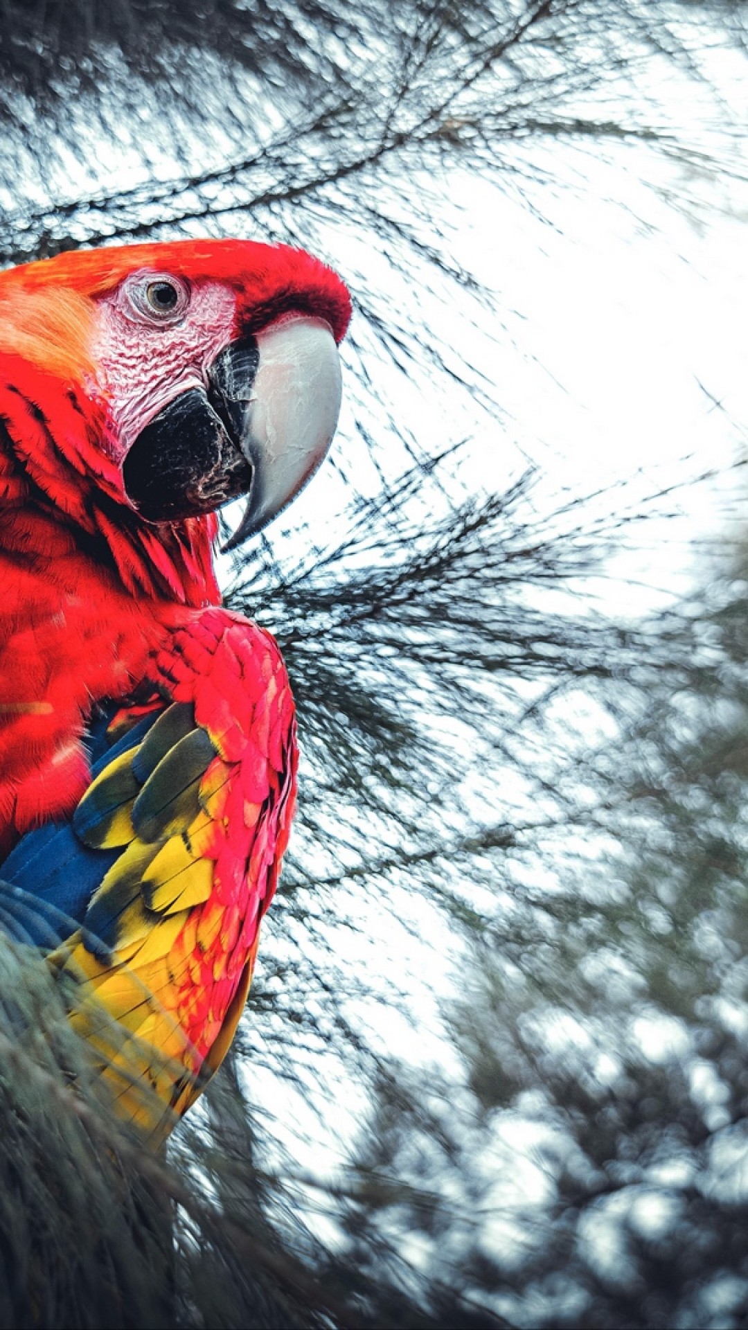 Exotic macaw parrot HD Wallpaper iPhone 6 / 6S Plus - HD Wallpaper -  