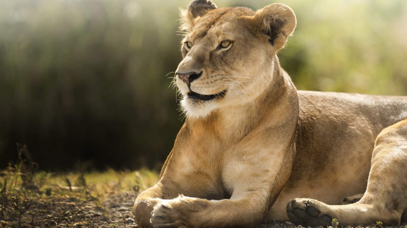 Free Download African Lion Wallpaper in HD 1366x768 - HD Wallpaper -  