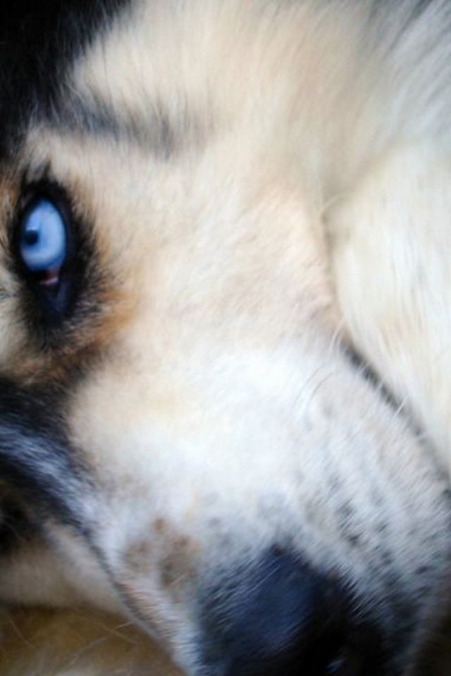 Free Siberian Husky Dog Wallpaper for Desktop and Mobiles iPhone 4 / 4S /  iPod - HD Wallpaper 