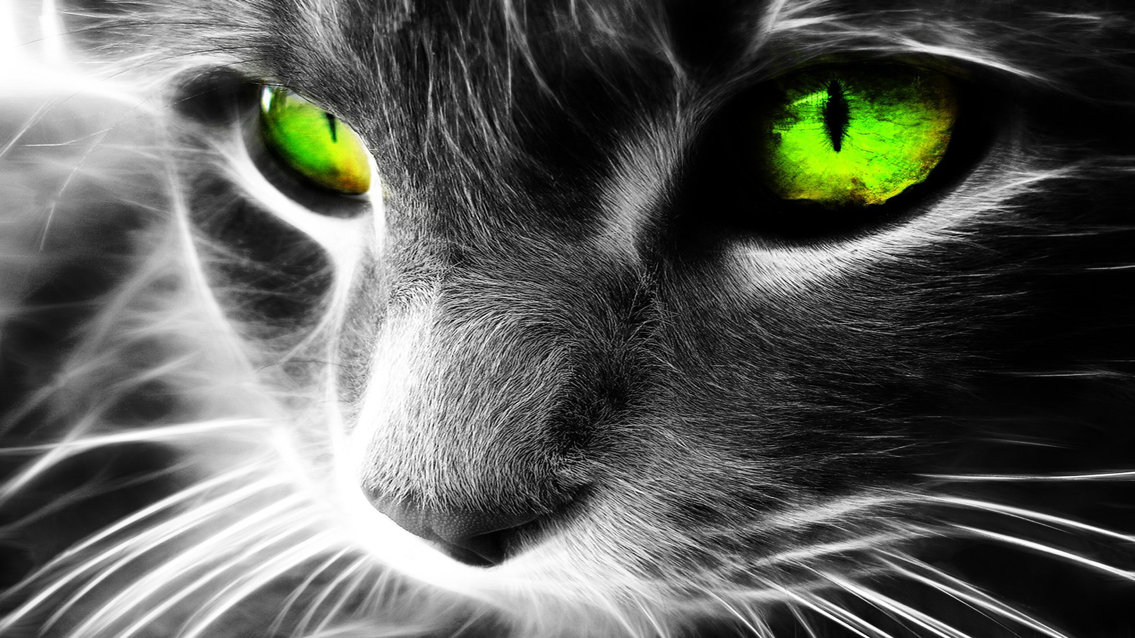 Green Eyes Cat Wallpaper for Desktop and Mobiles 4K Ultra HD - HD Wallpaper  