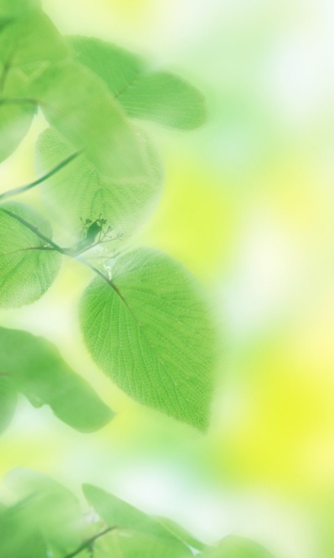 Green nature leaves HD Wallpaper 480x800 - HD Wallpaper 