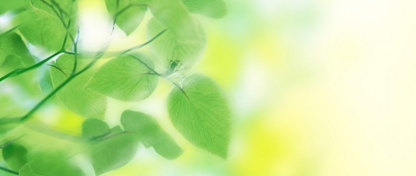Green nature leaves HD Wallpaper Facebook Cover Photo - HD Wallpaper -  