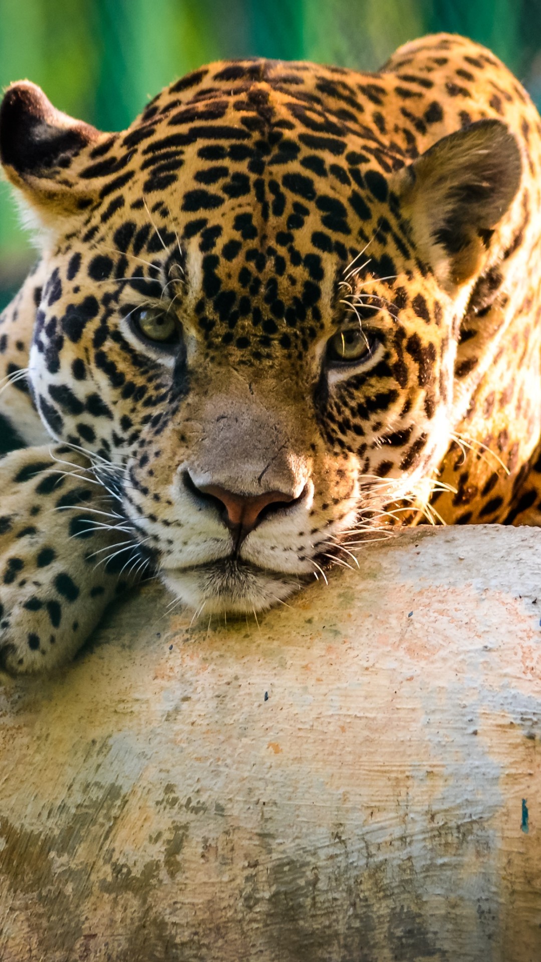 Jaguar Animal Wallpaper for Desktop and Mobiles iPhone 6 / 6S Plus - HD  Wallpaper 