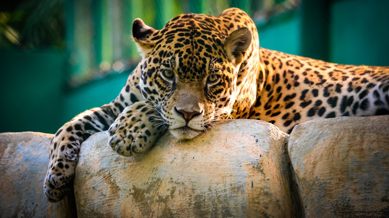 Jaguar Animal Wallpaper for Desktop and Mobiles 1280x720 (720p) - HD  Wallpaper 