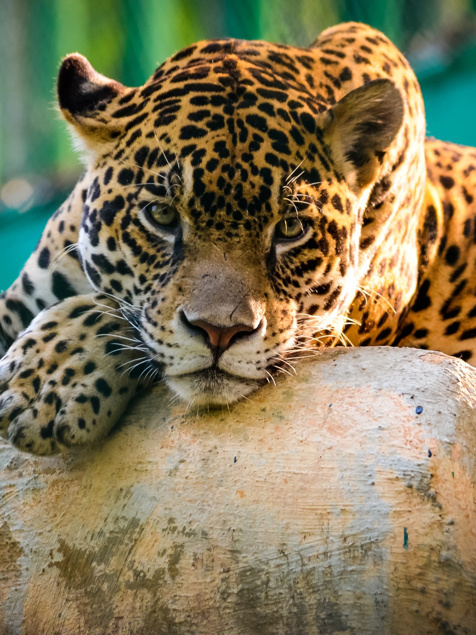 Jaguar Animal Wallpaper For Desktop And Mobiles Retina Ipad Hd