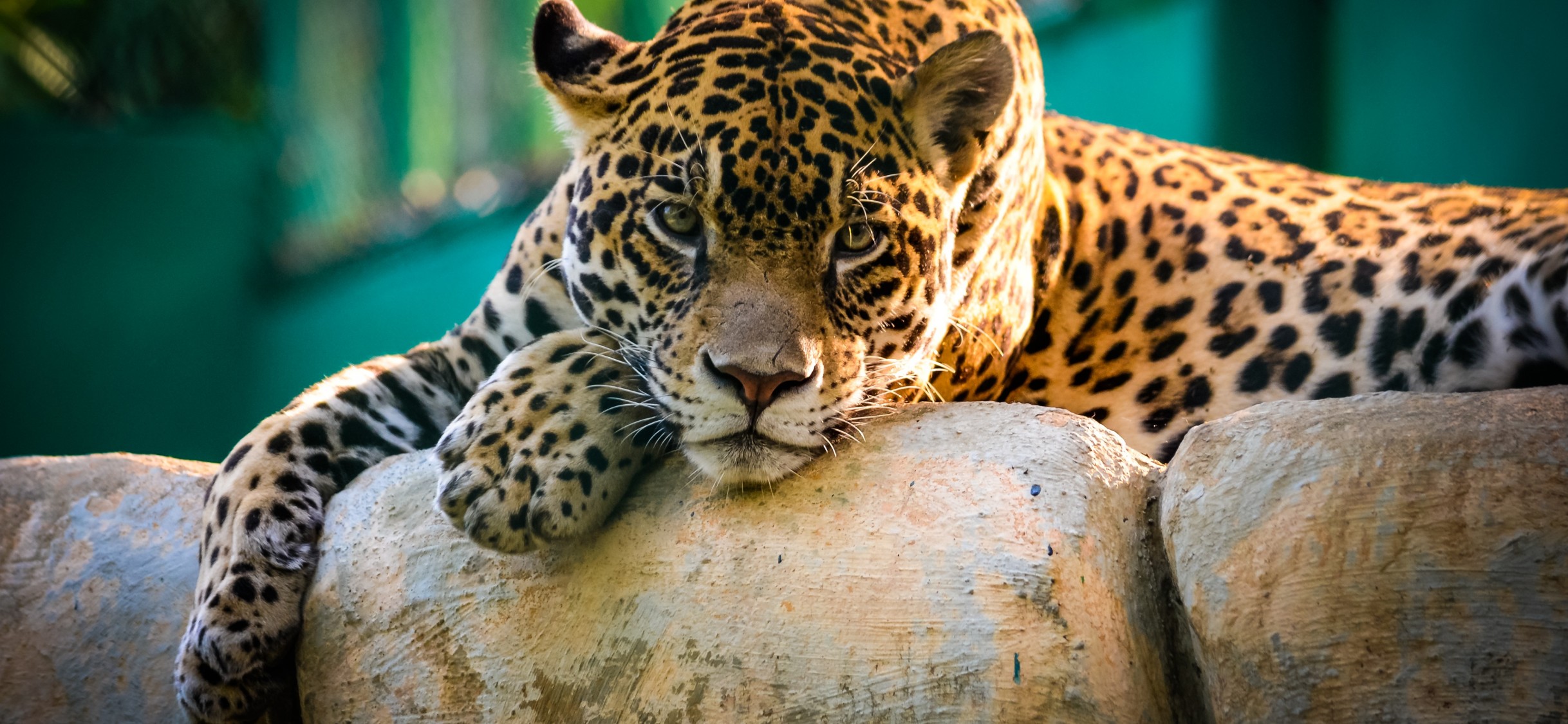 Jaguar Animal Wallpaper for Desktop and Mobiles iPhone X - HD Wallpaper -  