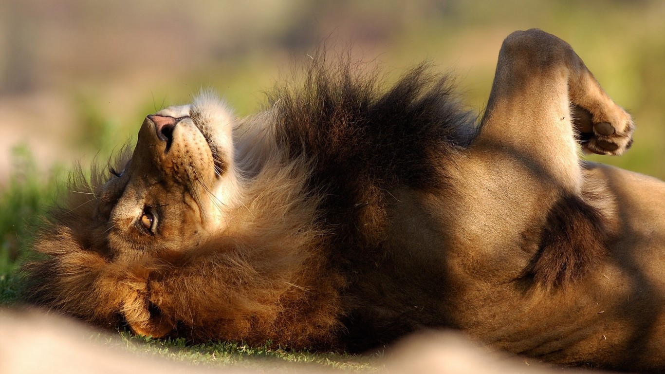 Laying Down Lion Wallpaper for Desktop and Mobiles 1366x768 - HD Wallpaper  