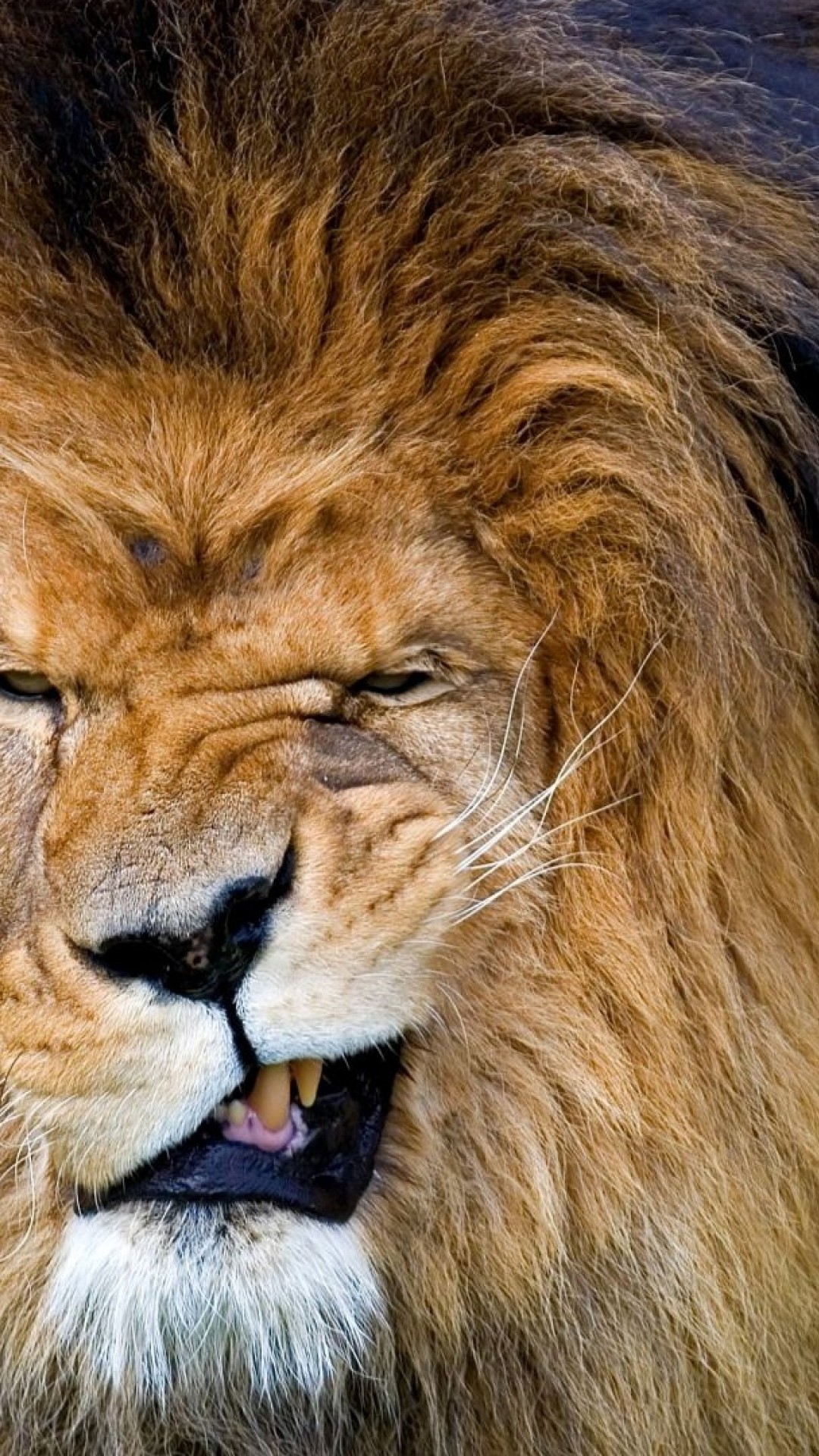 Lion shows its teeth HD Wallpaper iPhone 6 / 6S Plus - HD Wallpaper -  