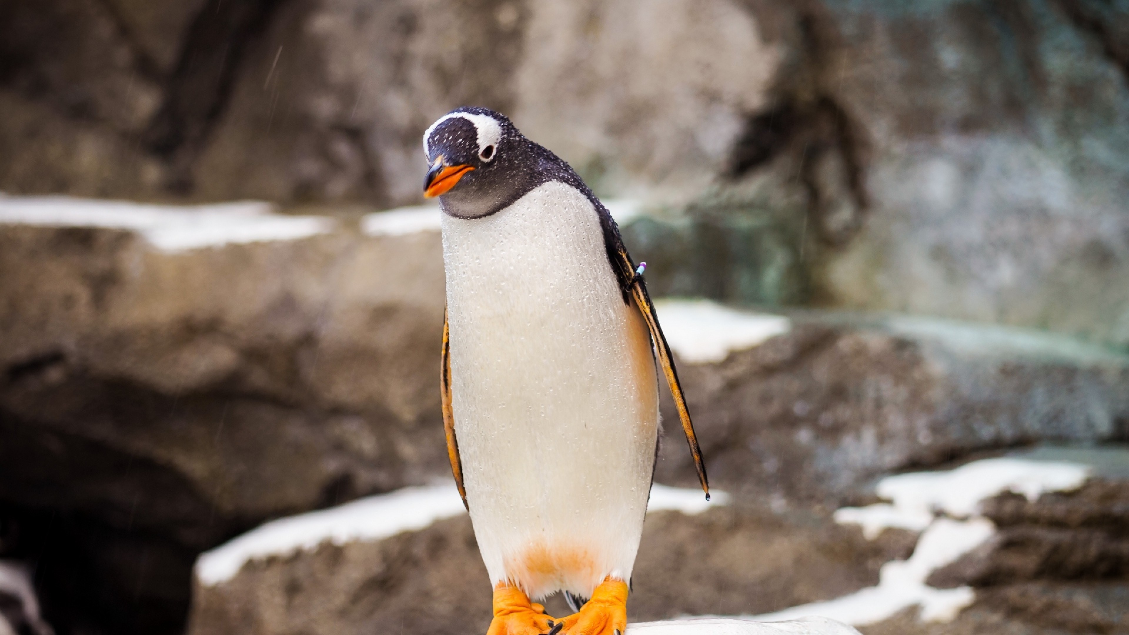 Penguin standing at a stone HD Wallpaper 4K Ultra HD - HD Wallpaper -  