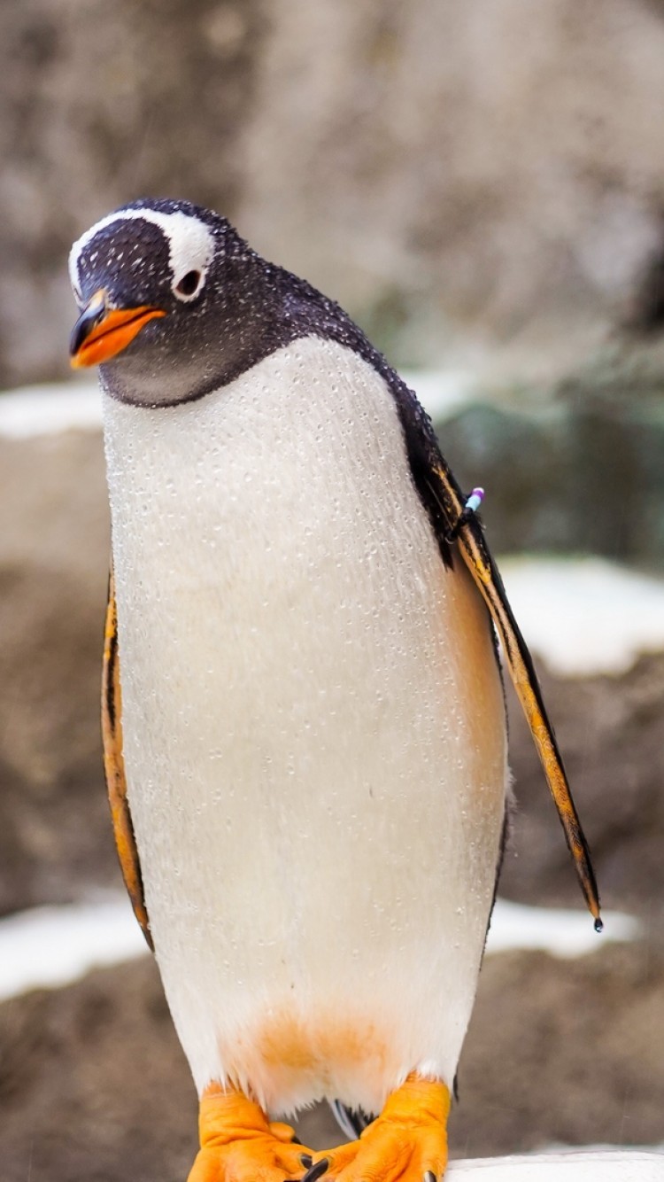 Penguin standing at a stone HD Wallpaper iPhone 6 / 6S - HD Wallpaper -  