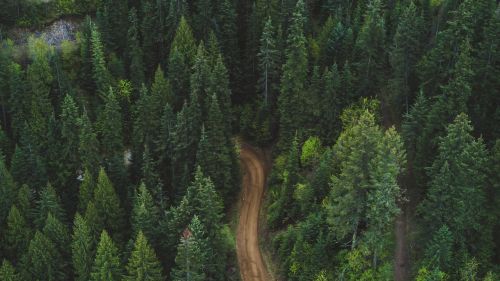 Aerial view of a road inside the forest HD Wallpaper