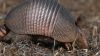 Armadillo HD Wallpaper