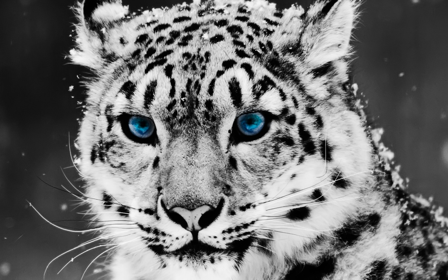 Baby White Tigers With Blue Eyes Wallpapers For Desktop And Mobiles
