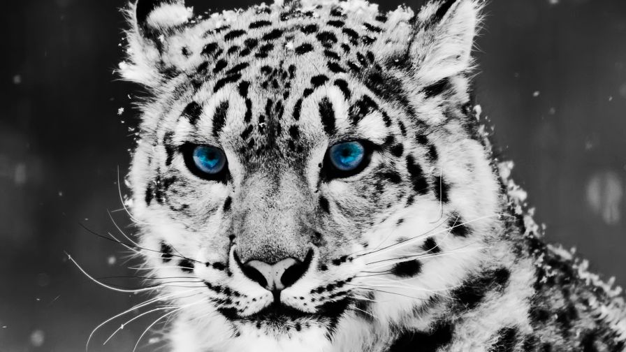 White tiger Wallpaper 4K Roaring Blue eyes Animals 1837