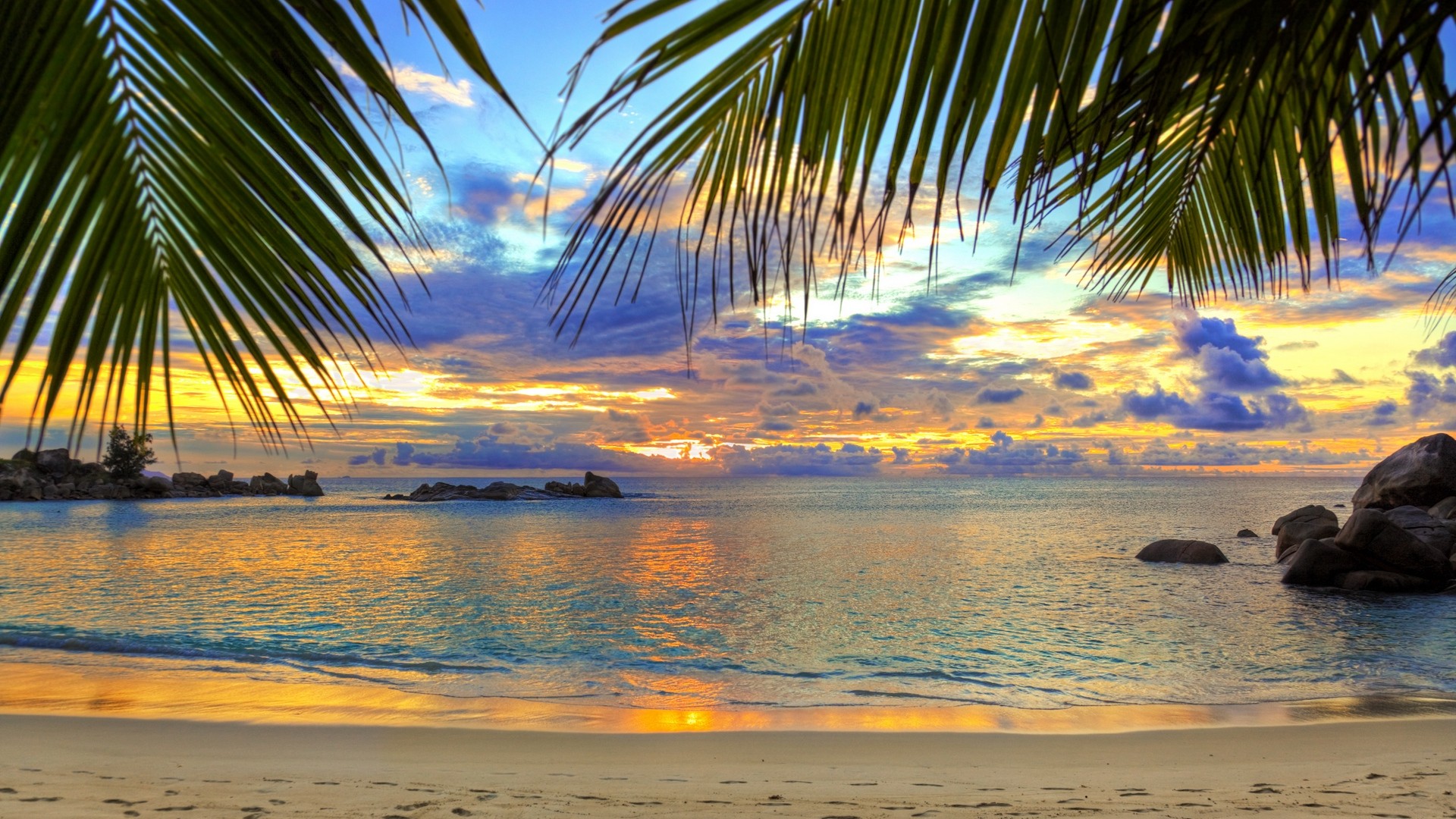 Beautiful palm trees at the beach HD Wallpaper