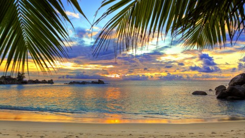 Beautiful palm trees at the beach HD Wallpaper