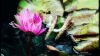 Bee on a waterlily HD Wallpaper