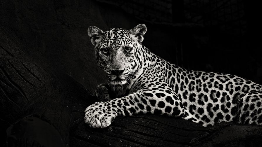 Black and white jaguar HD Wallpaper - Wallpapers.net