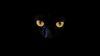 Black cat's eyes HD Wallpaper