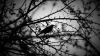 Black And White Bird And Tress Wallpaper for Desktop and Mobiles