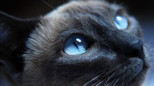 Blue Eyed Cat Wallpaper for Desktop and Mobiles