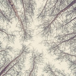 Bottom view of tree branches HD Wallpaper