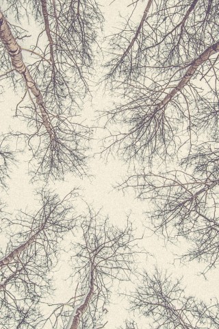 Bottom view of tree branches HD Wallpaper