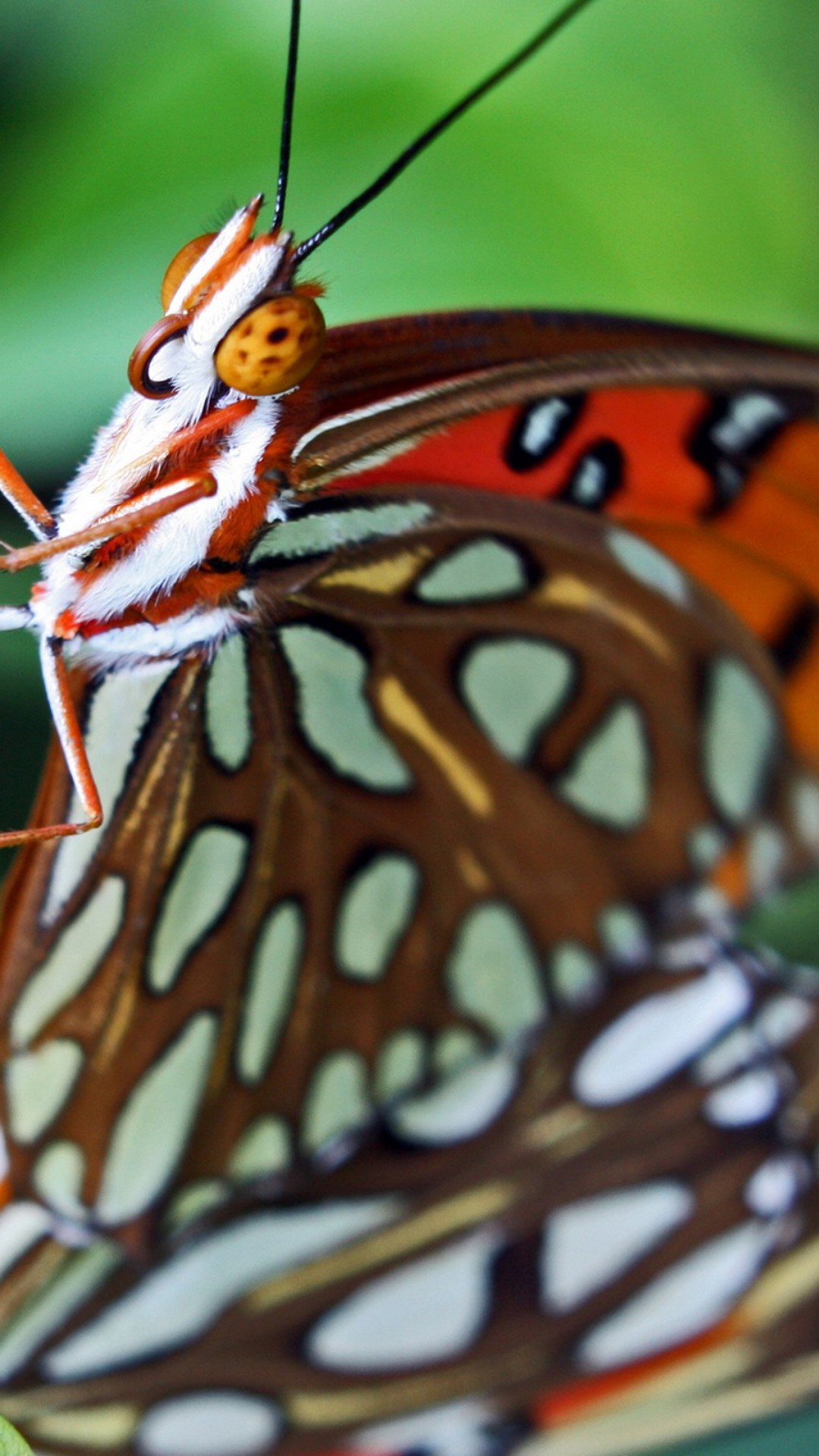 Butterfly close up HD Wallpaper