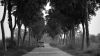 Car under trees HD Wallpaper