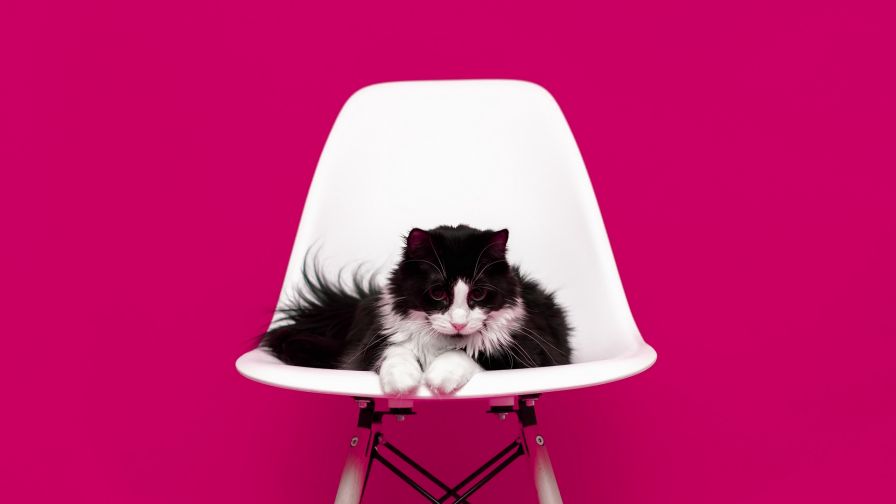 Cat sitting on the chair HD Wallpaper