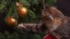 Cat Touch Gold Christmas Bauble HD Wallpaper