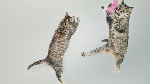 Cats Playing with a Toy Wallpaper for Desktop and Mobiles
