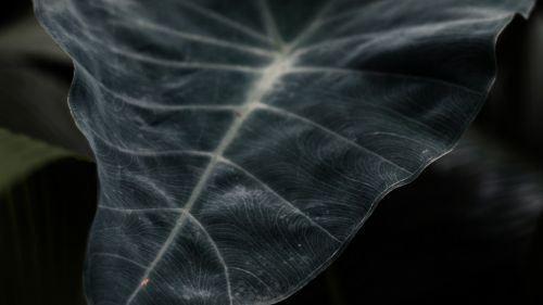 Close up of dark leaf HD Wallpaper