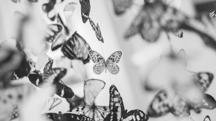 Colorful Beautiful Black and White Butterfly Wallpaper for Desktop and  Mobiles 