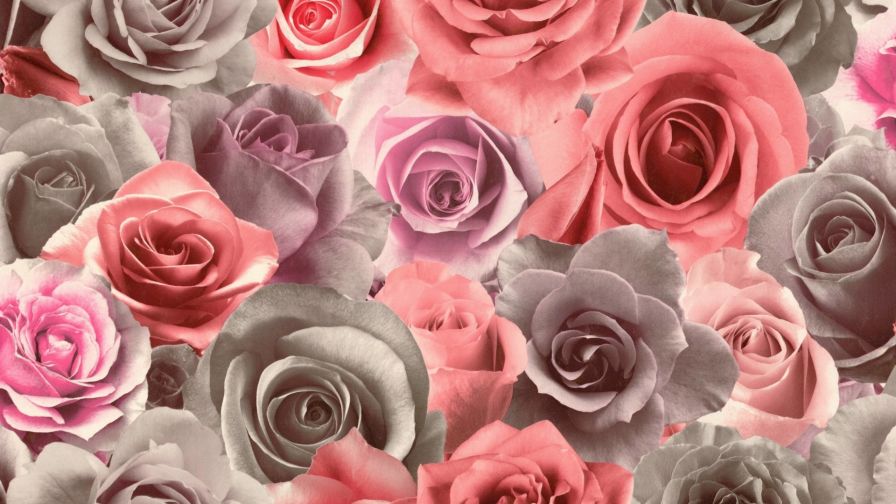 Colorful roses HD Wallpaper