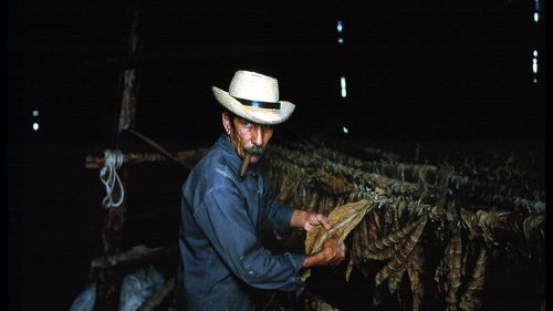 Cuban Tobacco Farm HD Wallpaper